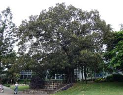 Moreton Bay fig from 1884